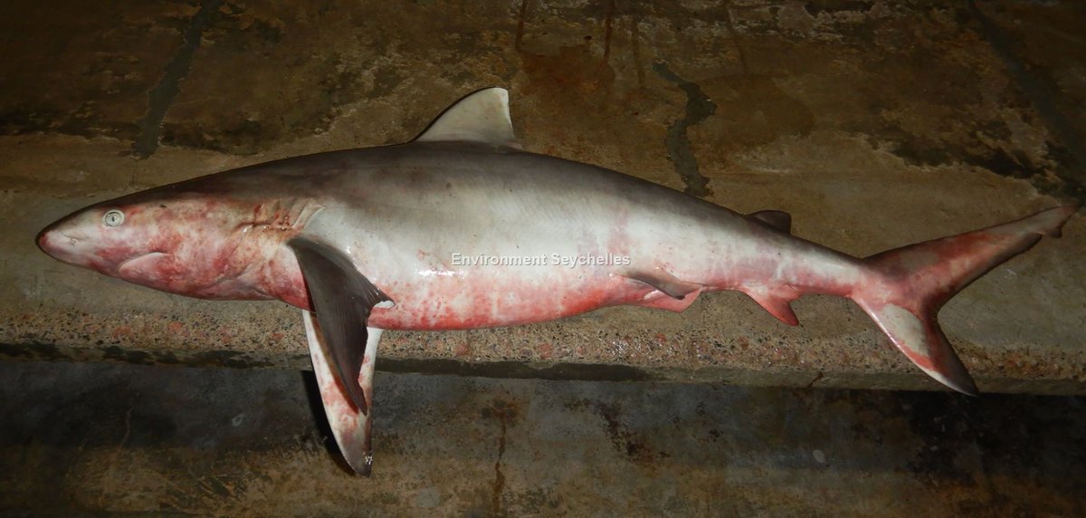 Seychellesharks's tweet image. Grey reef shark (Carcharhinus amblyrhynchos)(IUCN EN) Victoria (22/04/22). #datagathering #threatenedelasmobranchproject #swiofish