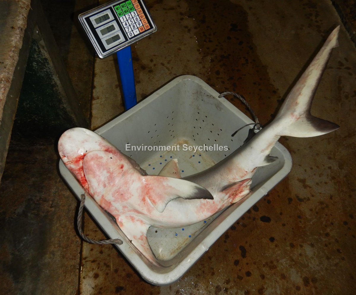Seychellesharks's tweet image. Grey reef shark (Carcharhinus amblyrhynchos)(IUCN EN) Victoria (22/04/22). #datagathering #threatenedelasmobranchproject #swiofish