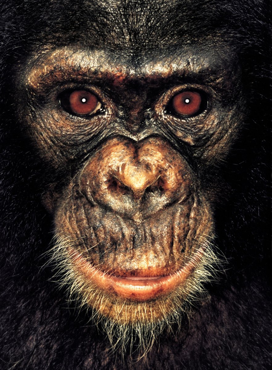 ART3io's tweet photo. Gn from Achille, the cheeky chimpanzee who had great fun when @MollisonJames came to visit, hurling herself onto his shoulders and getting him to carry her around!
Last sold 0.75 Ξ © James Mollison
#JAPES #JapeIn @JennyMetaverse @opensea https://t.co/xloGCsFWXx https://t.co/77j8GciJ41
