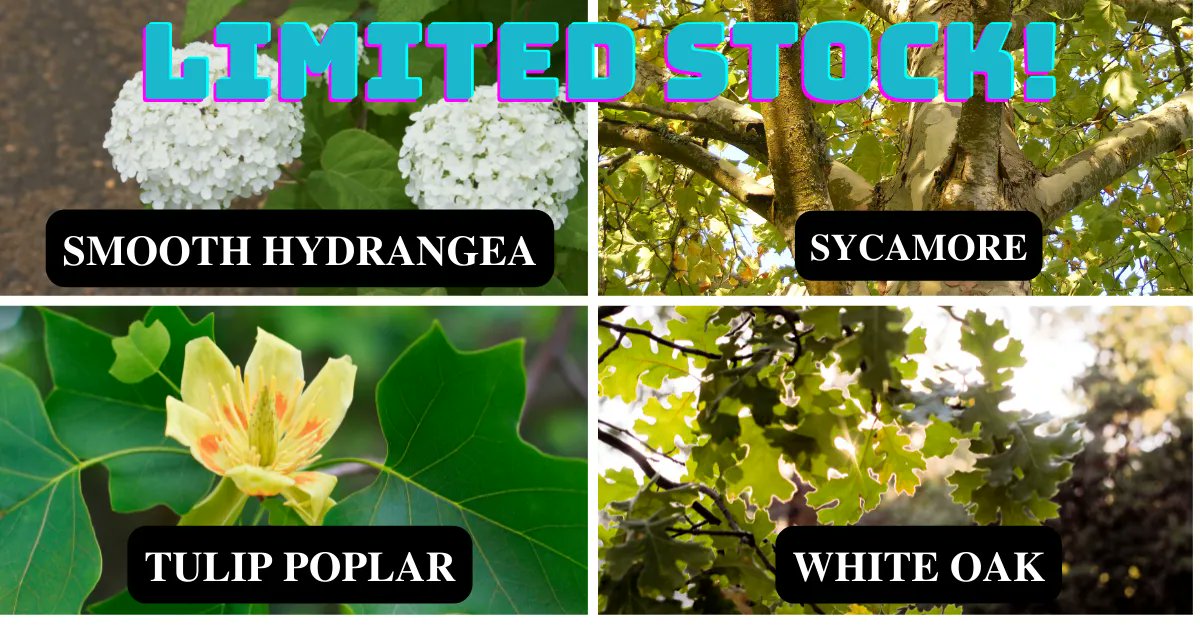 MoCoSWCD's tweet photo. So many of you loved the native plants that we had available that we are down to 4 species of plants for our pre-sale! Check them out before they're gone! https://t.co/s2RtzCTn5I https://t.co/a7QqpvUVTj
