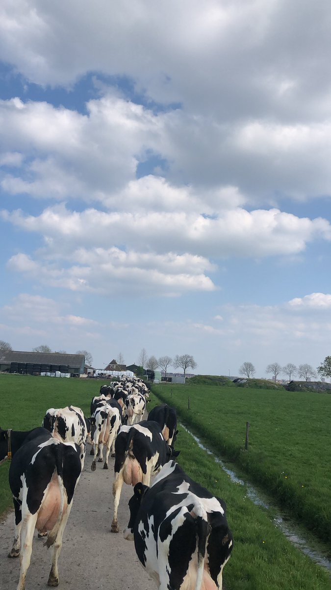 Tijd om te melken!#weidemelk #16:30 #zomer2022