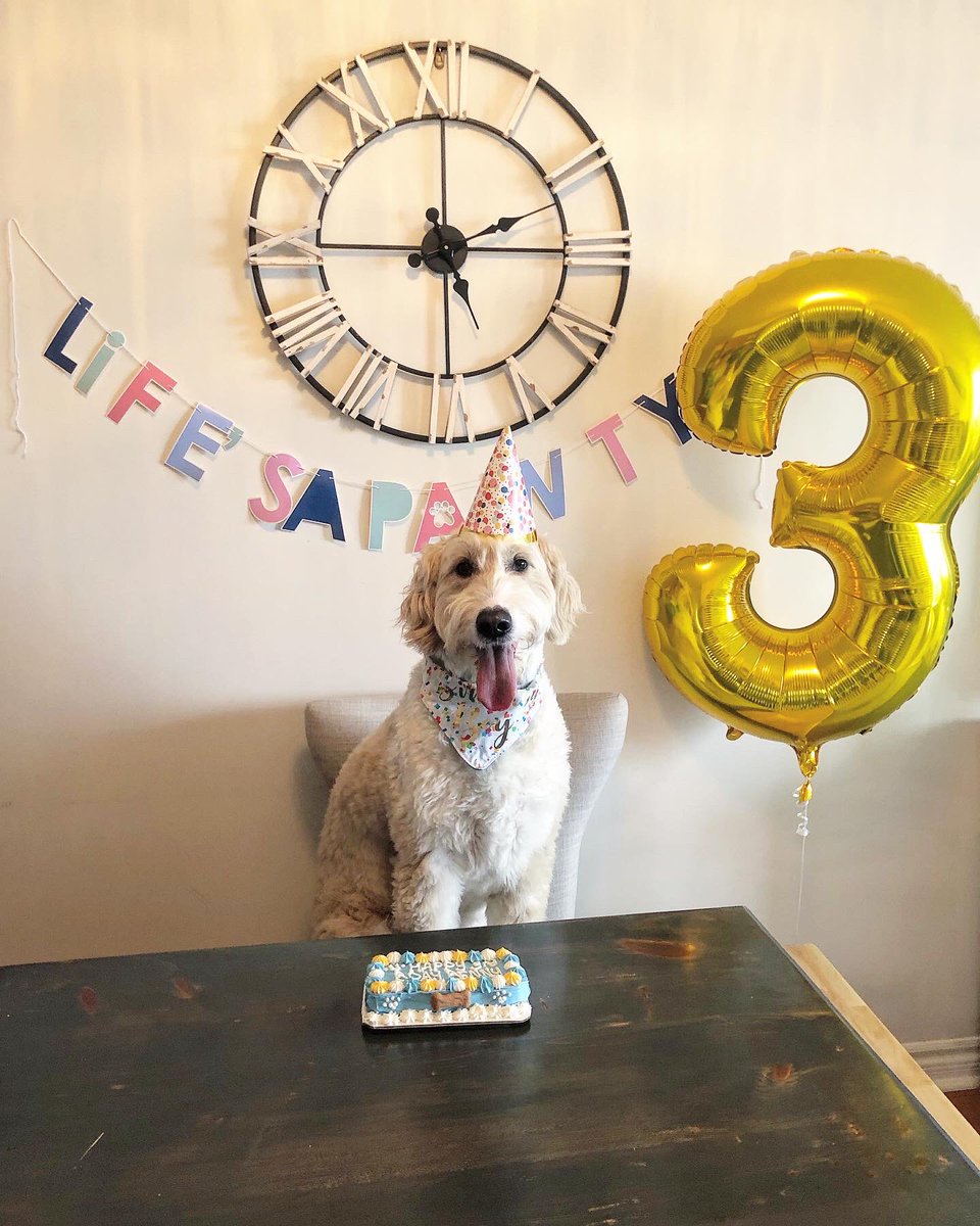 MegDonaldson3's tweet photo. Celebrating 3 trips around the sun for this pup 🐾 https://t.co/apf6vXQHdY