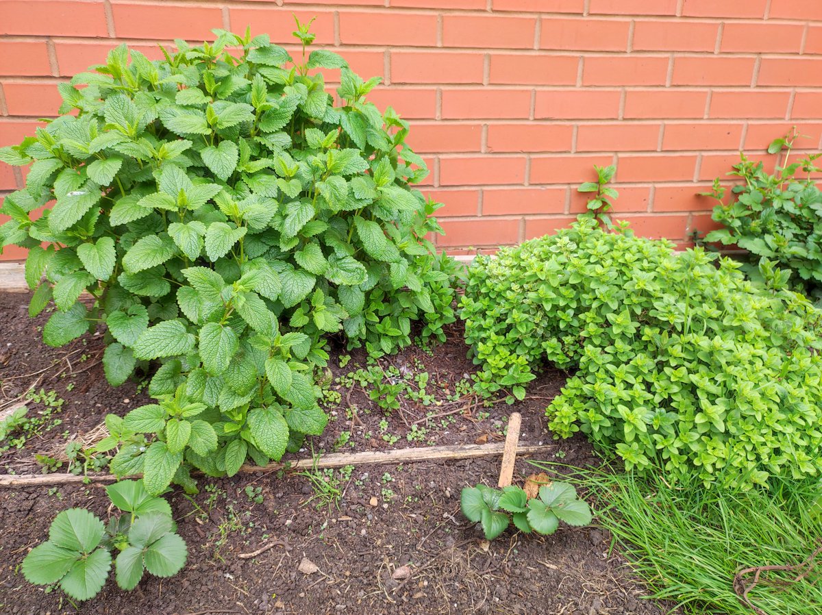 ManchesterAcad3's tweet photo. The Marjoram will be used by our Hospitality dept for their pizza making next week, but what can the Lemon Balm be used for? @JekkasHerbFarm @rekha181 @GardenBrocante @Botanygeek @phdodd @gardenorganicuk ,@McrAcademy #herbs #gardening https://t.co/Lg6CZTxdwL
