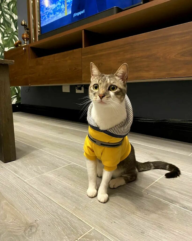 MiloBloguero's tweet photo. Así se ve cuando te visita Milo
#MiloBloguero #CatsOfInstagram #Meowdel https://t.co/ur2WWhes3f https://t.co/UQBrp0n0HC