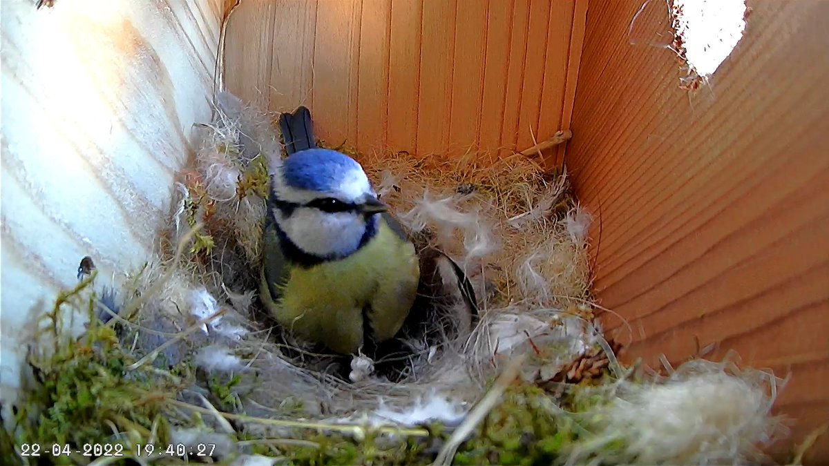 LiveNestBoxCam's tweet photo. Minnie the Blue Tit is doing a fine job of nest building.
She's nearly finished. She'll soon start sleeping in the nest overnight.
You watch her live at https://t.co/d1aiiU8EQF.
#BlueTits #BlueTit #NestCam #LiveNestCam #LiveNestCamera #birds #birdwatching #birdsuk https://t.co/JgECrAYcar