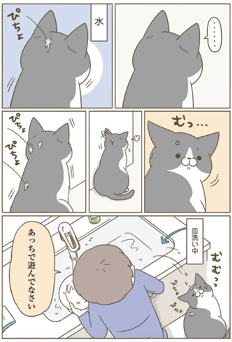 ここに居たい猫 