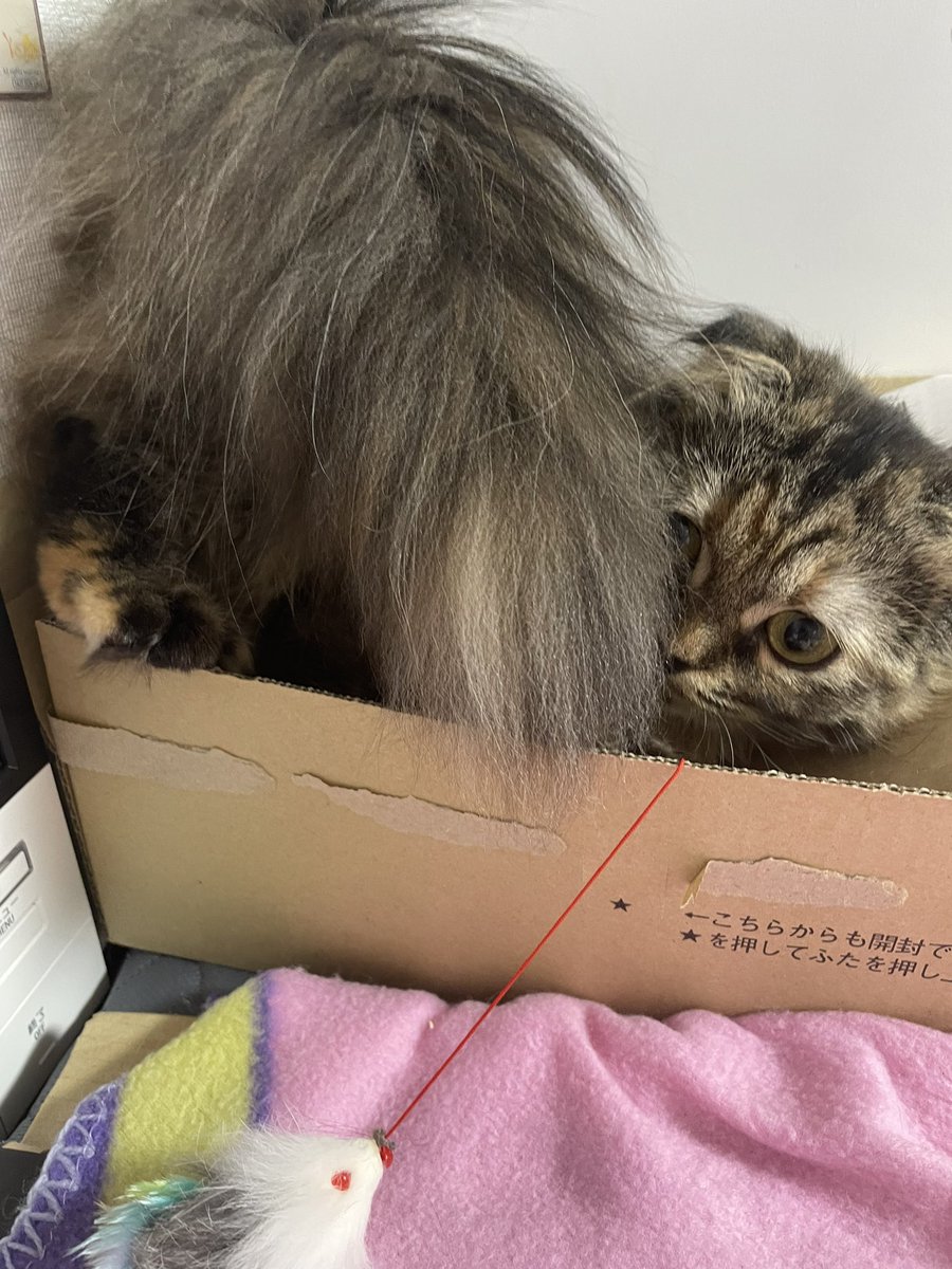 kimoichaaaaan58's tweet photo. おもちゃ箱を漁るたぬき https://t.co/L52iA6mlZe