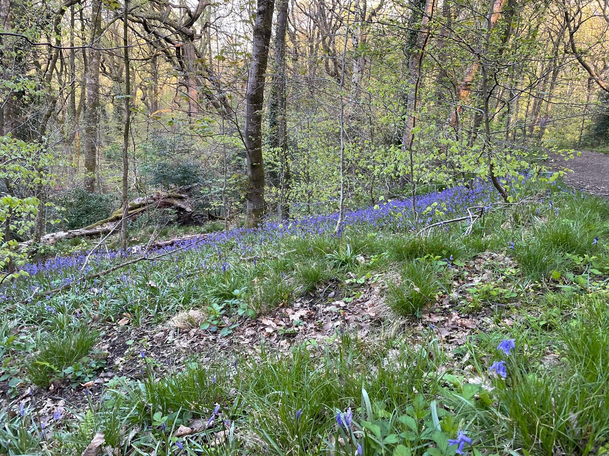 Friends_of_HWP's tweet image. Lots of lovely bluebells in the lower plantations 💚
