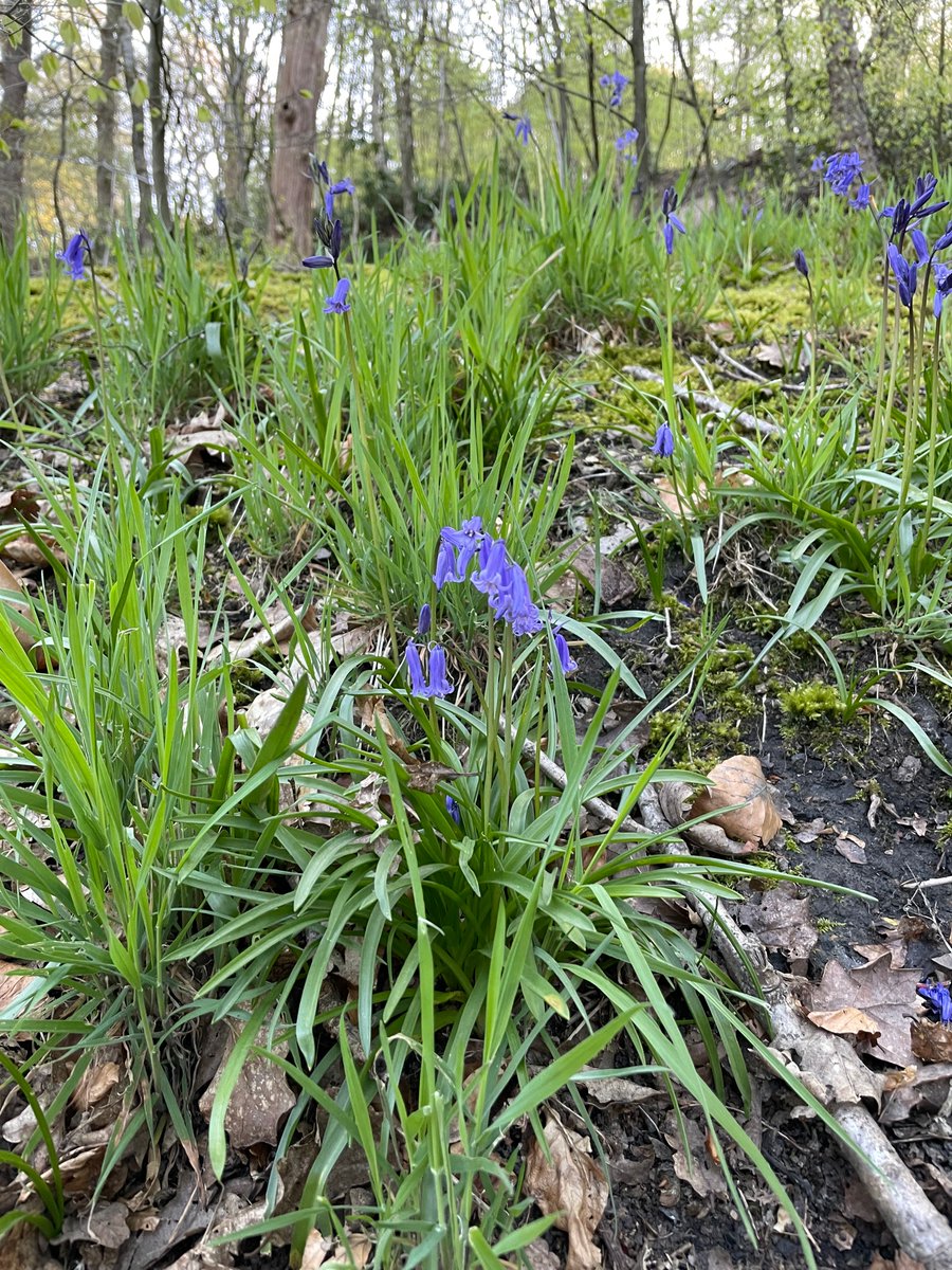 Friends_of_HWP's tweet image. Lots of lovely bluebells in the lower plantations 💚