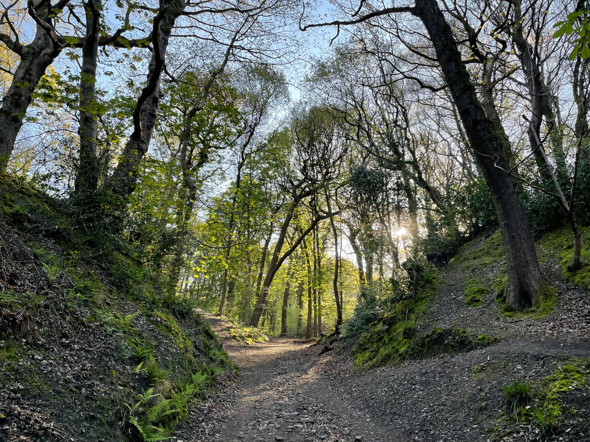 Friends_of_HWP's tweet image. Lots of lovely bluebells in the lower plantations 💚