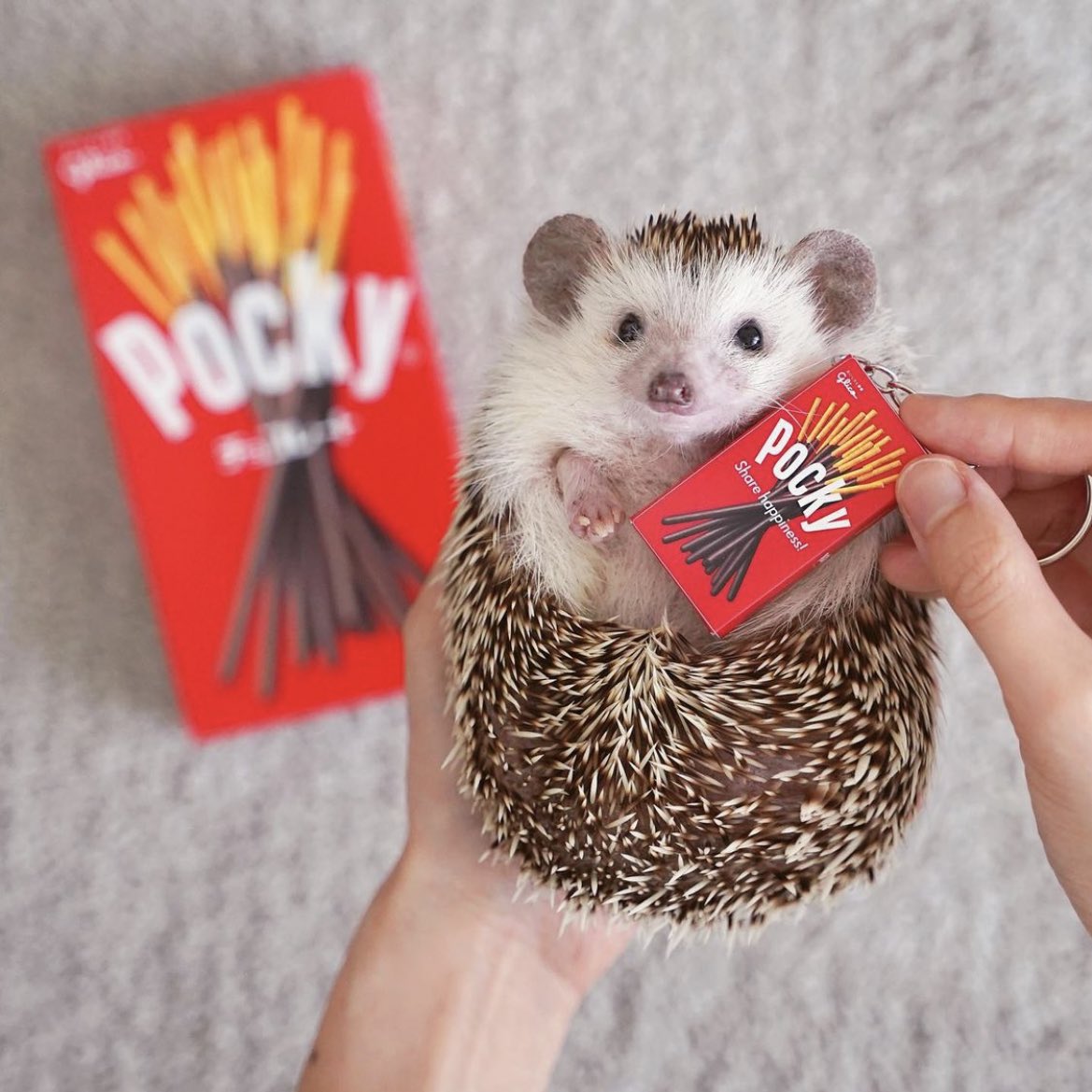 daily__hedgehog's tweet photo. Saturday 23rd April, 2022 https://t.co/lQaZX630U1