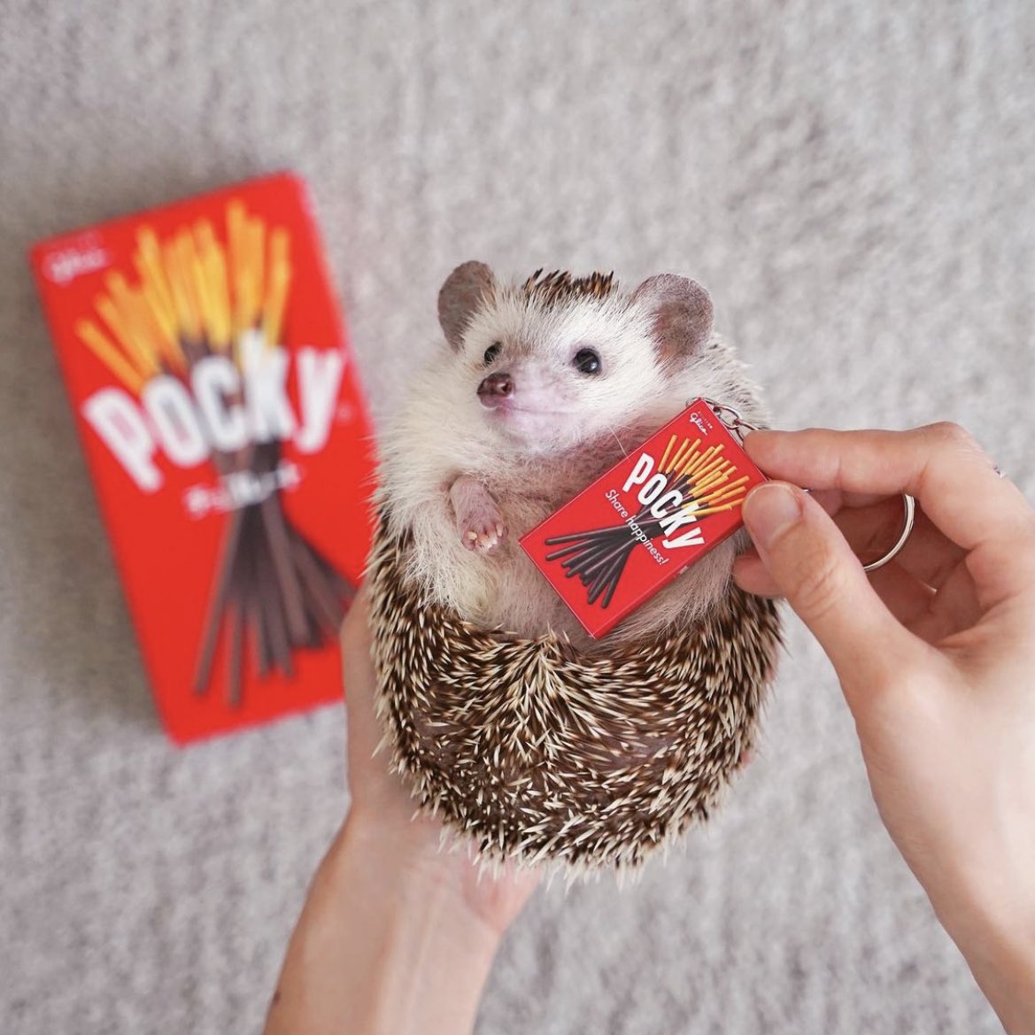 daily__hedgehog's tweet photo. Saturday 23rd April, 2022 https://t.co/lQaZX630U1