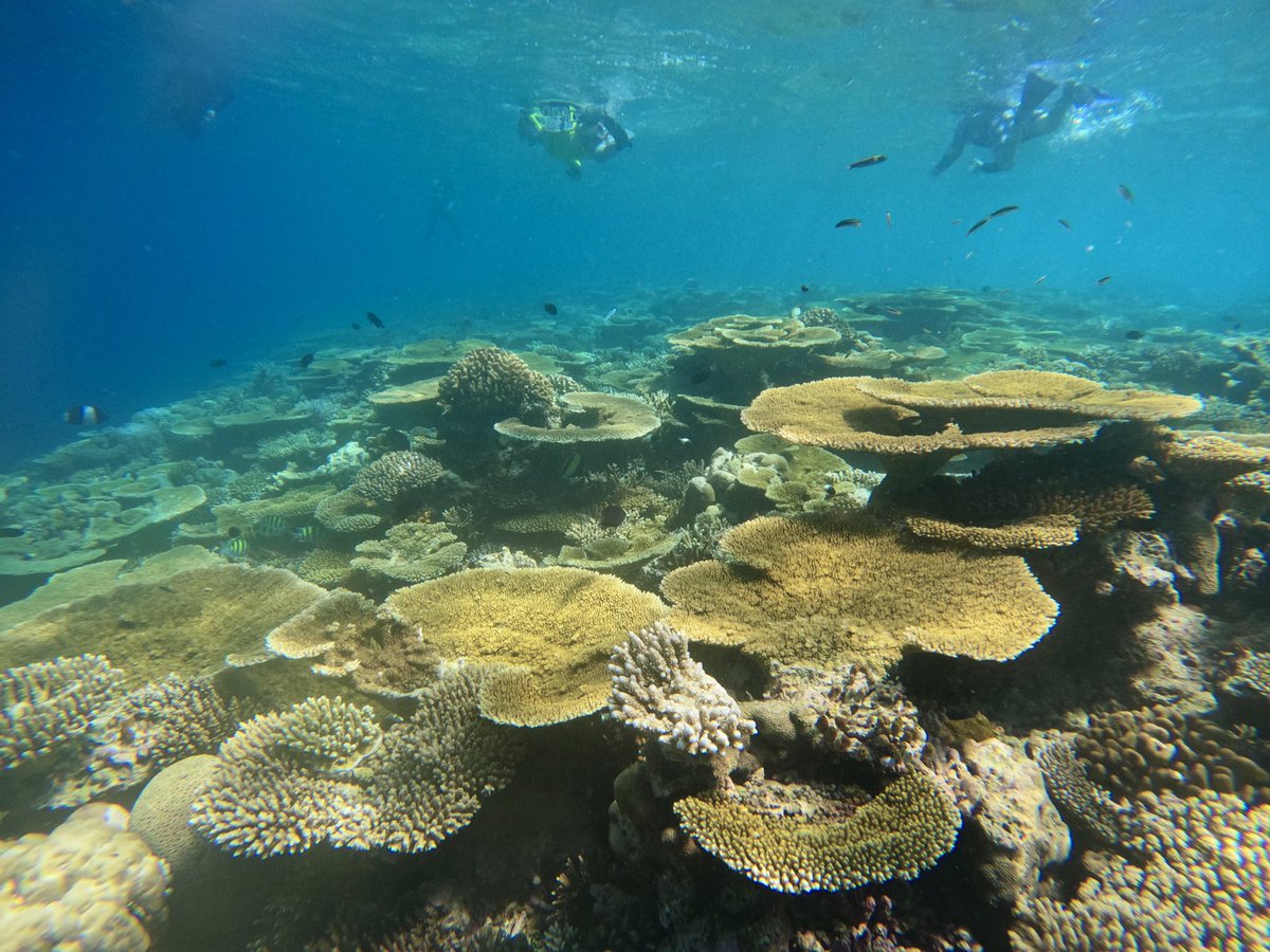 MarineEnvManMSc's tweet photo. The difference between two reefs visited in our #Maldives field course. 
The 1st is an area decimated by the 2016 bleaching event, where we used quadrats to quantify live coral cover. The 2nd is from a vibrant reef that has bounced back to its former beauty. @ExeterMarine https://t.co/PX0EU43oxF