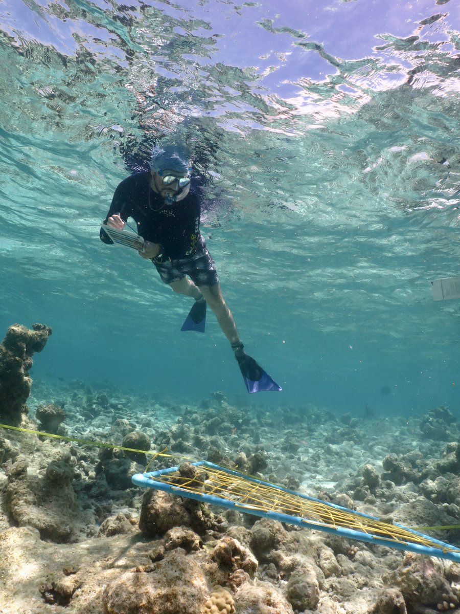 MarineEnvManMSc's tweet photo. The difference between two reefs visited in our #Maldives field course. 
The 1st is an area decimated by the 2016 bleaching event, where we used quadrats to quantify live coral cover. The 2nd is from a vibrant reef that has bounced back to its former beauty. @ExeterMarine https://t.co/PX0EU43oxF
