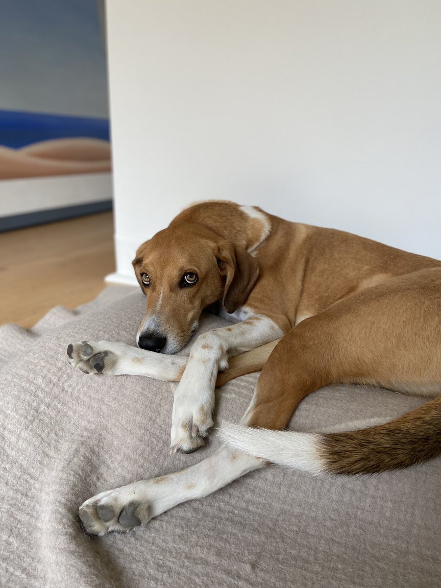 s_bishop_hall's tweet photo. This pup is over here acting like he’s the one who had two major hearings and three deadlines in four days https://t.co/aB4QDjwOx2