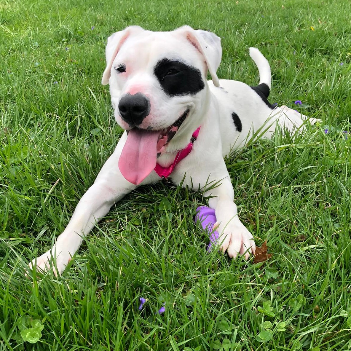 TheBanksCincy's tweet photo. Looking for a new best friend? Head to the @achotelcinbanks today from 12–3 p.m. for Barks &amp; Brews and learn how you can foster or adopt a dog. Also meet folks from @LFAW, @AppleheadLtd, @petwantscincy, and #ThirstyDogBeer. 

See you you can make a difference! #ACtivate https://t.co/4IJ6J8yTbN