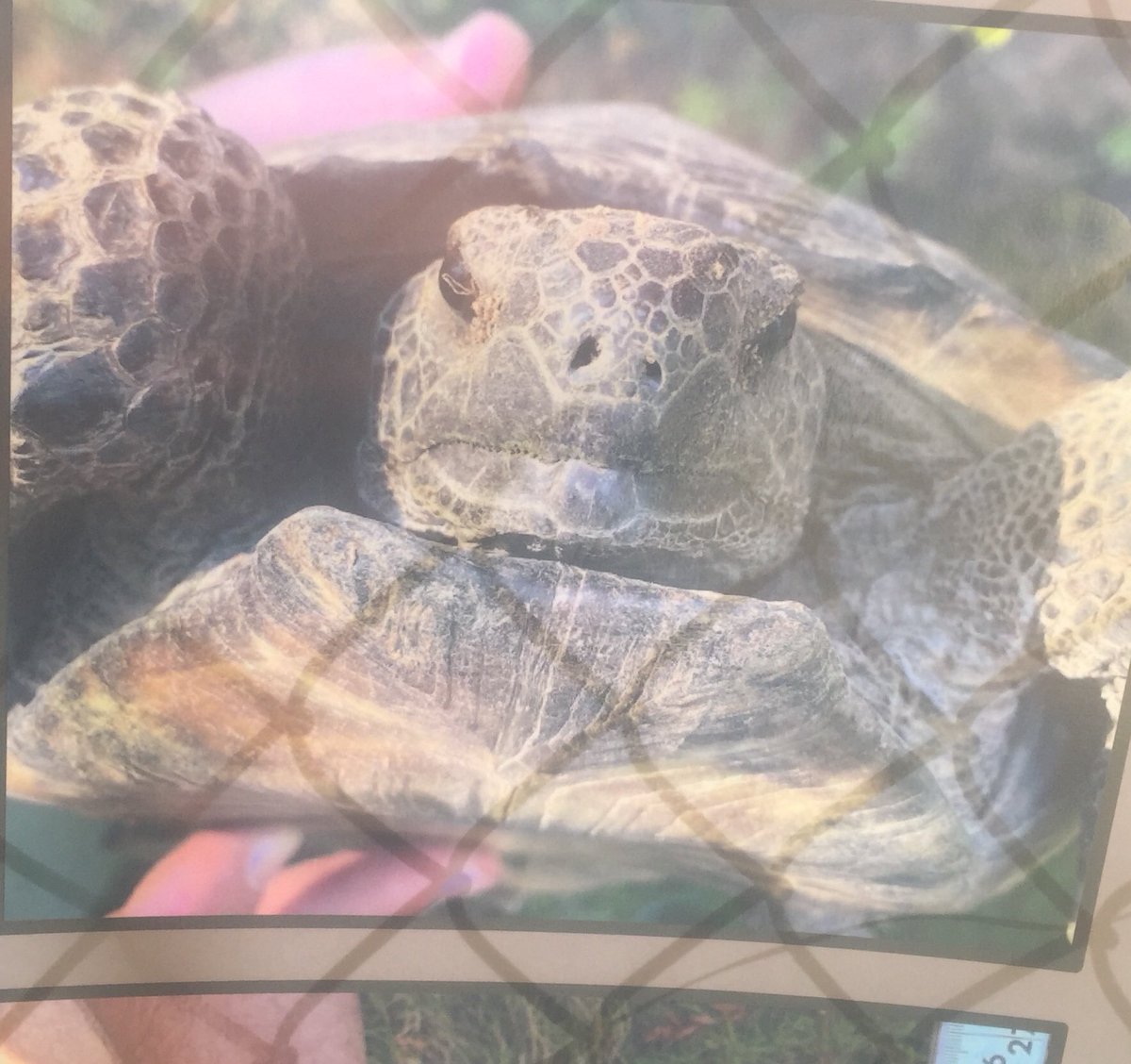 Come learn about Gopher Tortoises from USA students <a href="/MobileGardens/">Mobile Gardens</a> . Guided tours, music, trivia contests, food truck. Lots of fun and learning!