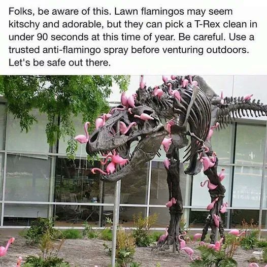 magikorb's tweet photo. .@aliterative have you seen this? Proof of what you say about flamingos. https://t.co/NsgTMgqUqE