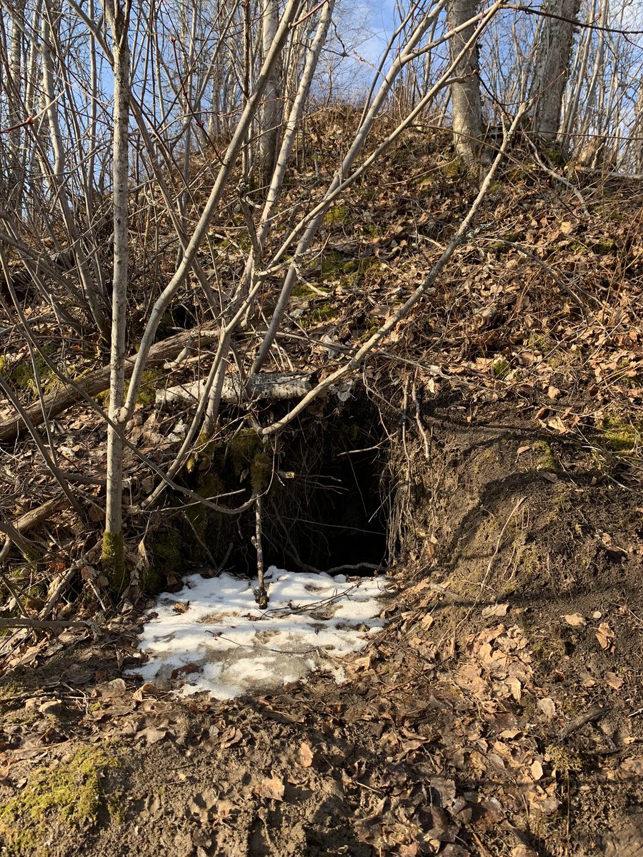 Good thing this Air B and B is vacant  #hiking #hikingadventures #bears #bearden #hikingbc #CityOfPG