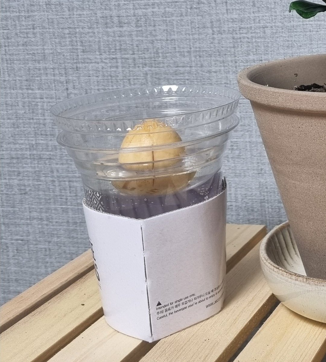 T0o_Pu_Plant's tweet photo. 식물계 등.장. https://t.co/OpKuqL60eK