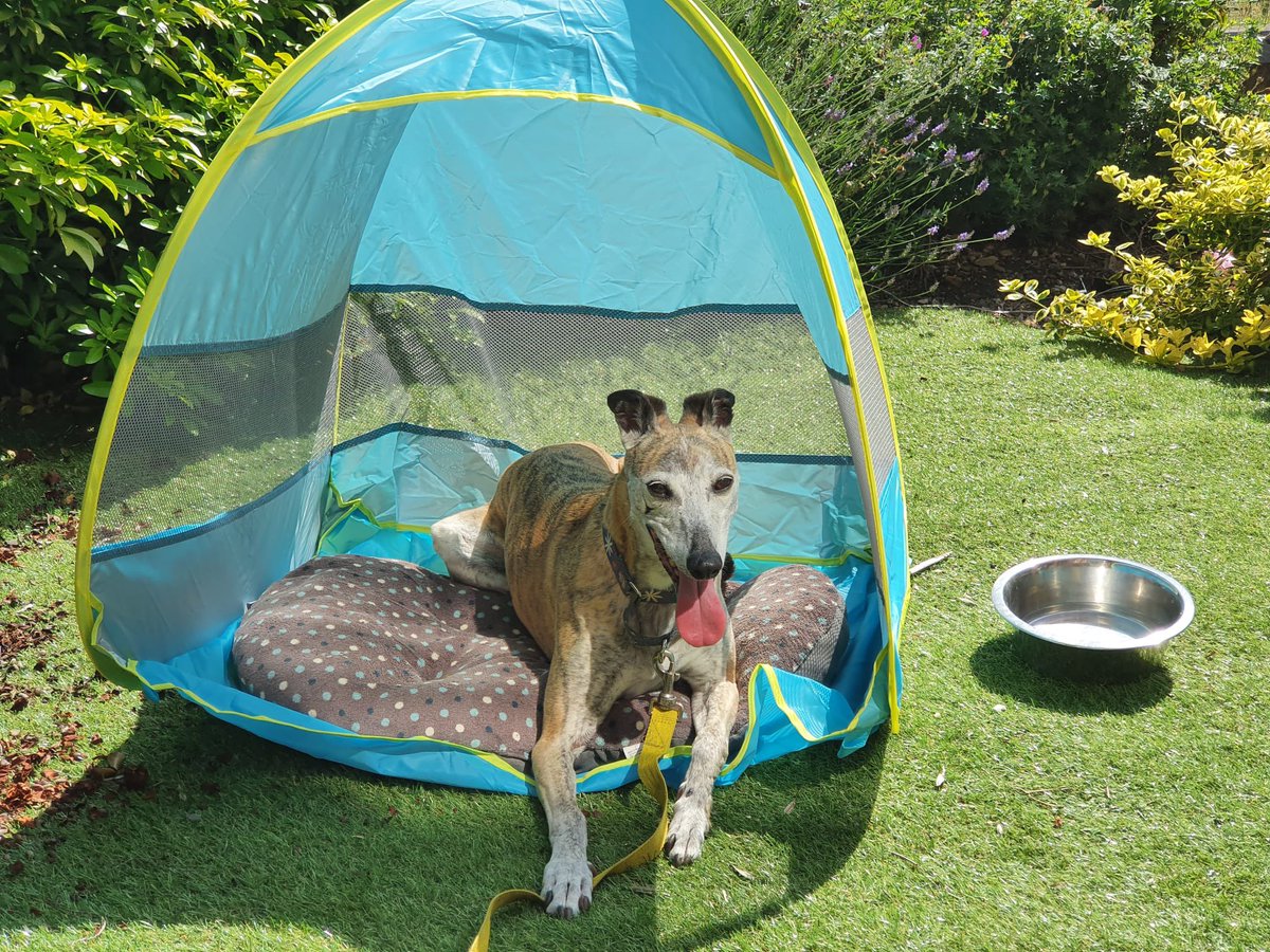 tsaini92's tweet photo. @Spindle_Hound From @PetsatHome https://t.co/k8jPzqohPa