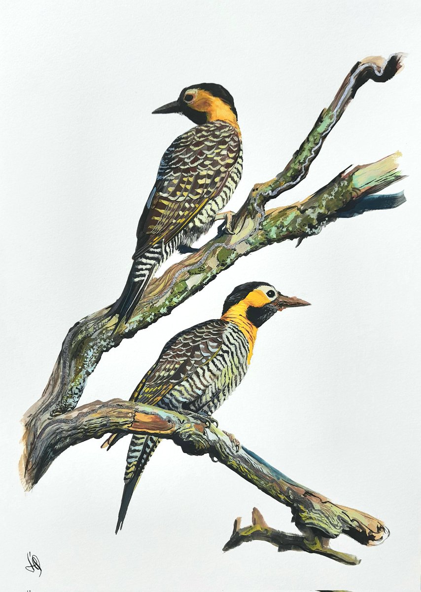 Colaptes campestris. Gouache on watercolor paper, and silver leafing.