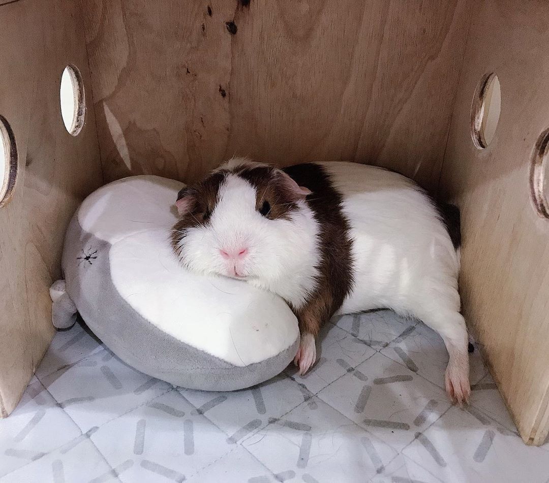 Don't take photo in my nap time . . . #guineapig #cute #cavy #pets  #CuteAnimals, image size:1080x951
