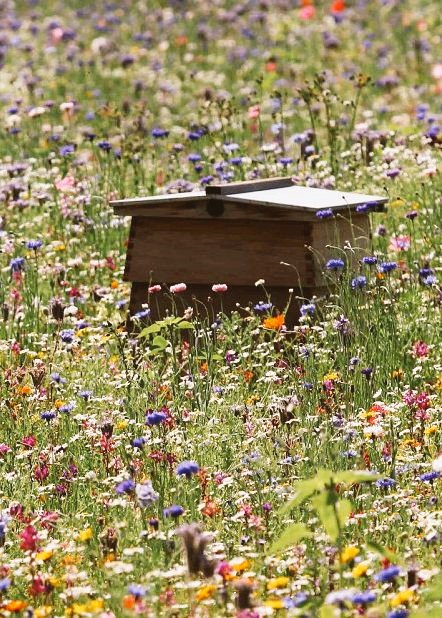 nastachka88's tweet photo. The Kingdom of Meadows 👑
Bumblebee's Adventures.
#BeLikeaBee 🐝 https://t.co/xaTyaVncVJ