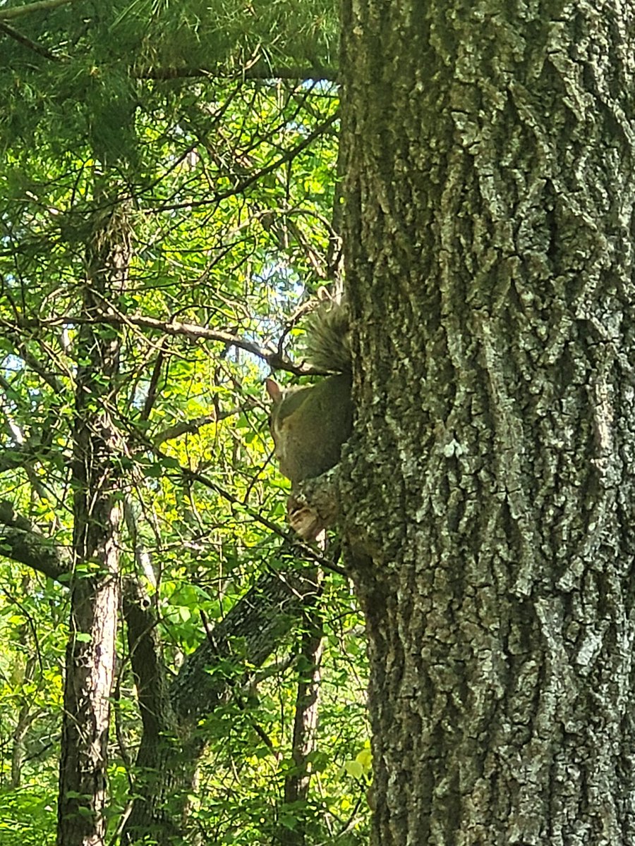 SquirreltopiaWR's tweet photo. https://t.co/ysOySHiWZF