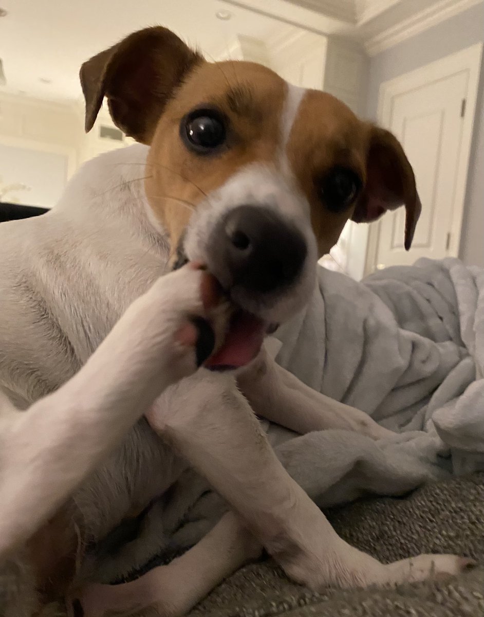 BelleLBear's tweet photo. #PhotoChallenge2022April #dogs  #DogsofTwittter #ZSHQ  #pupsicle 
Day23: “Headline: State/Country,  Dog/Cat, Action” - “CT DOG MISTAKES FOOT FOR PUPSICLE” - details at 11:00!! 😂😂😂😂🍦🍦🍦🍦Baby Bea😳😳 https://t.co/kfFzCbA8Q2