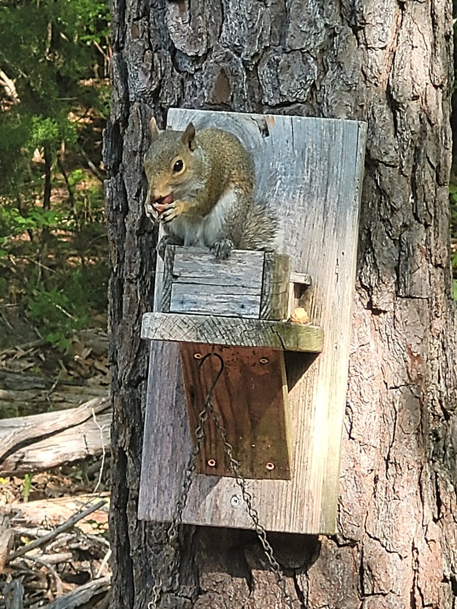SquirreltopiaWR's tweet photo. https://t.co/8y6WyUK3hI
