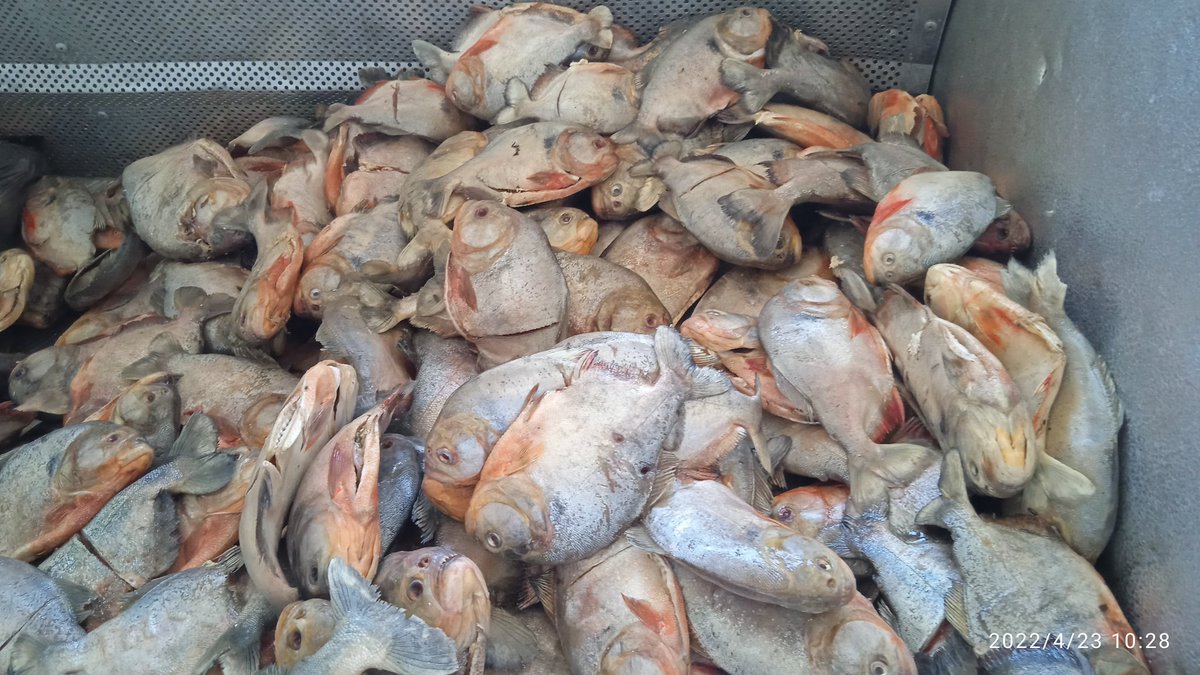 apure_minppau's tweet photo. #23Abril Desde la Comunidad Flor Amarillo del Sector El Tocal , Parroquia El Recreo se lleva a cabo la mañana de hoy La Feria del Campo Soberano. Con venta de Verduras y Hortalizas, Leguminosas, Frutas , Carne, Pescado , Productos de Limpieza, Red de Panadería, entre otros. https://t.co/qw0k771I5M