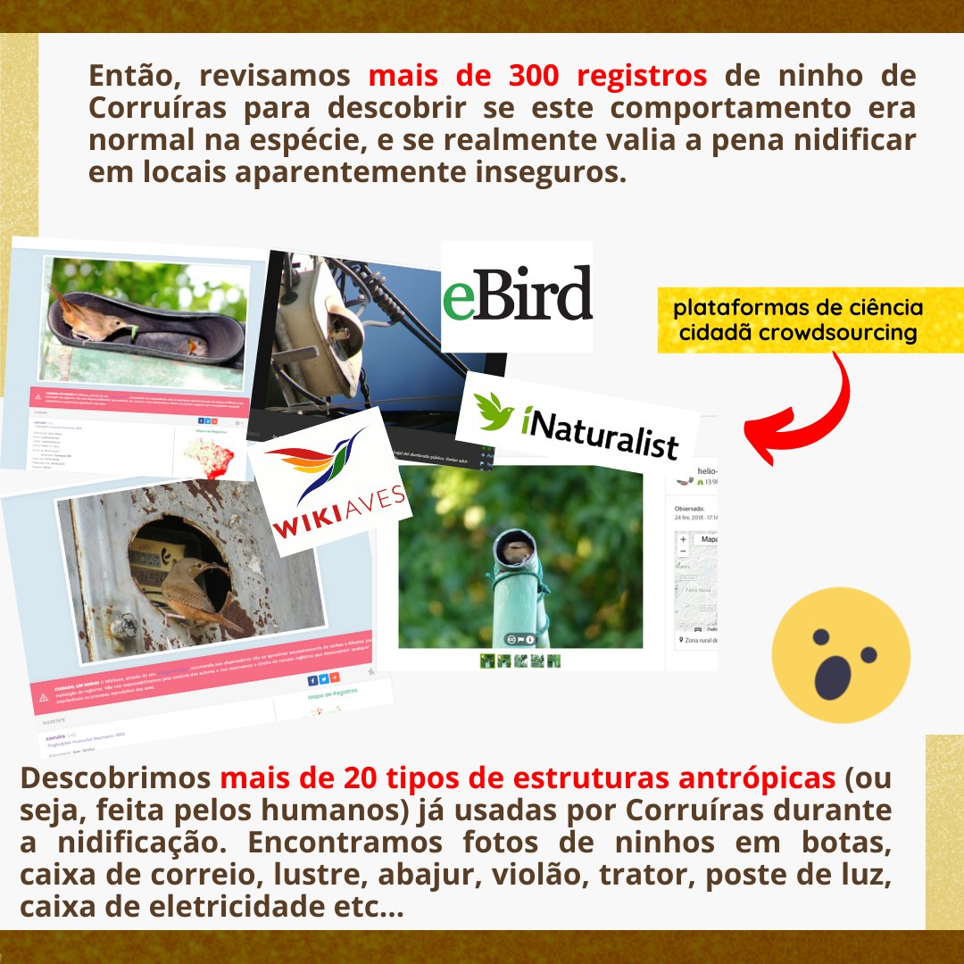 Agri_Birds's tweet photo. A nice ornithological study that used different levels of citizen science! Enjoy!
#CitizenScience #cienciaciudadana #euviumaaveusandopulseiras #ornithology #birds #wildlife #urbanbirds #urban #ecology #INMA #MCTI #hojenoinma 
https://t.co/BlXvEn5aX1 https://t.co/a4A8mL7kpu
