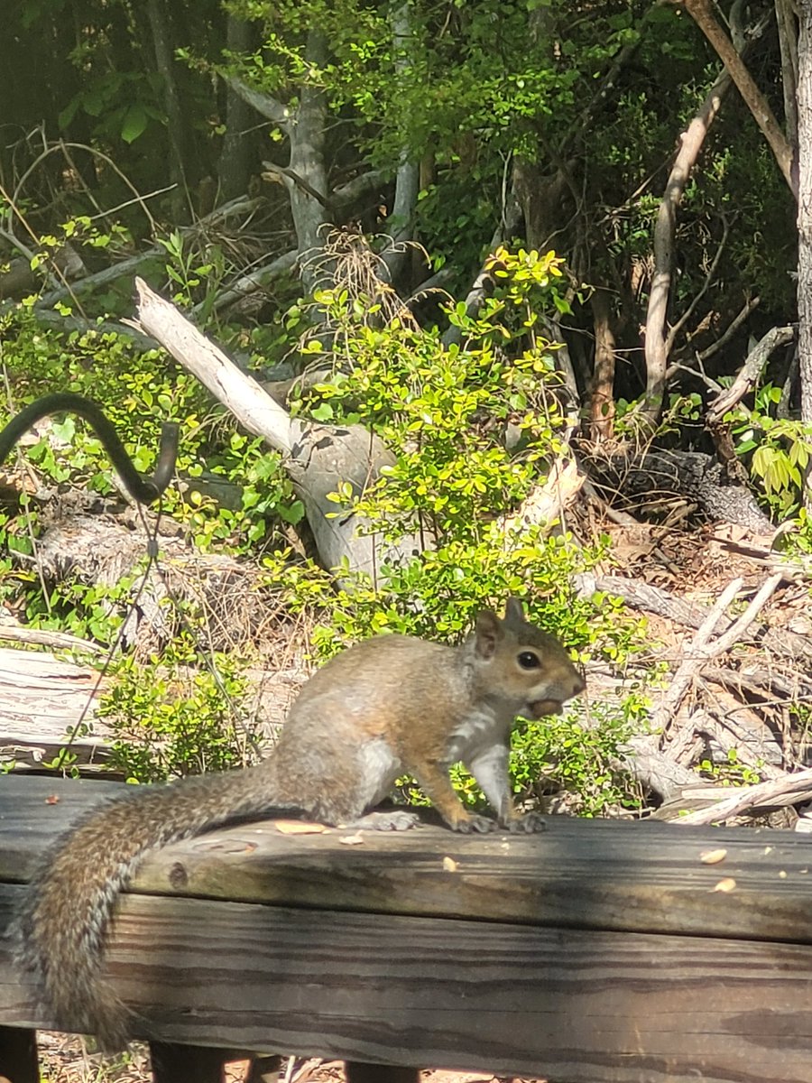 SquirreltopiaWR's tweet photo. https://t.co/7yp3wjY8Us