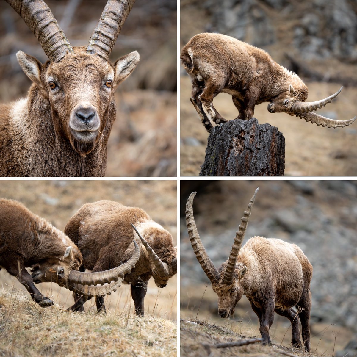 photos_dt's tweet photo. Il capricorn. Mit respektvollem Abstand und entsprechendem Teleobjektiv fotografiert. #engadin #graubünden https://t.co/ei670fdSTr