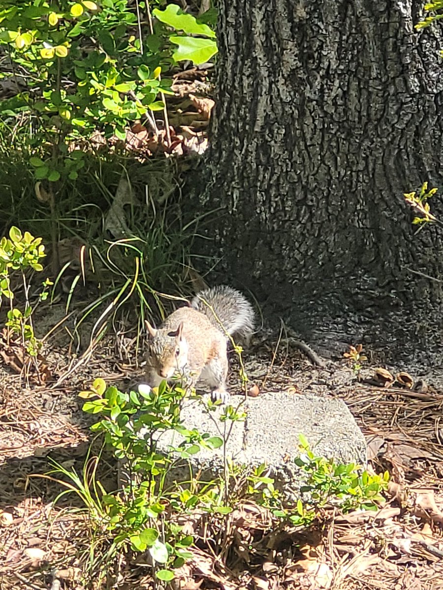 SquirreltopiaWR's tweet photo. https://t.co/bEbObKSxpu