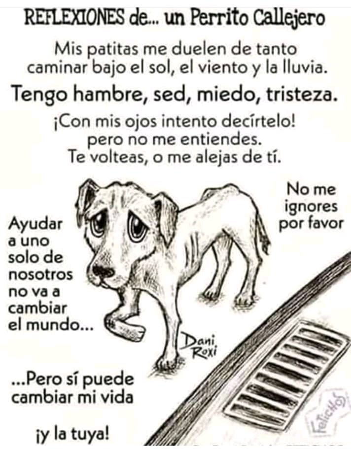 Les llaman "Perros callejeros" más bien yo pienso que son víctimas...