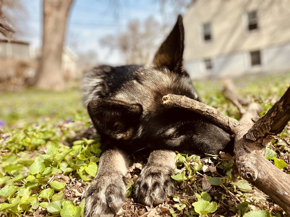 longingalways's tweet image. A play in three acts, my perfect gentle, ferocious lil scorp ✨😪