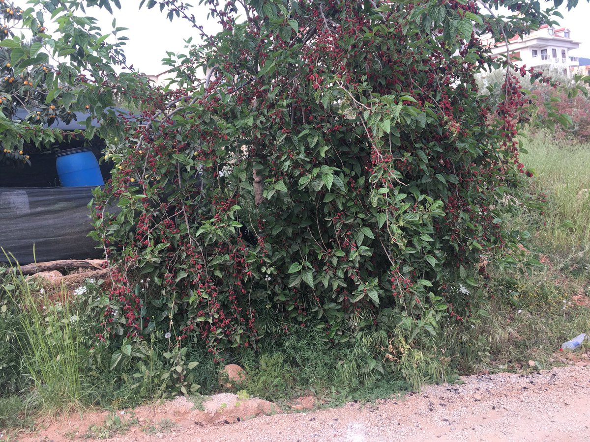 Karadut arkadaşlar nefes darlığı olanlar yesin