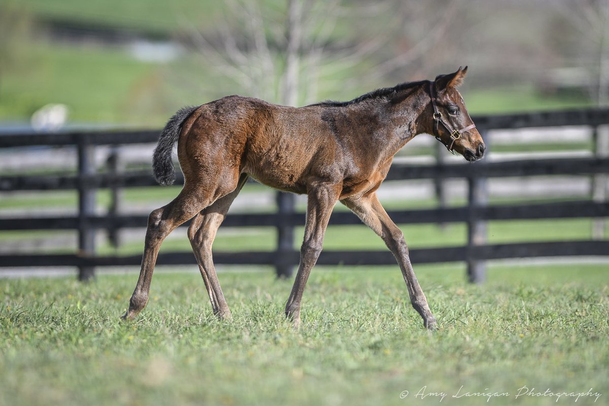 amylanigan1's tweet photo. Beautiful filly by @LanesEndFarms stallion QUALITY ROAD out of Anukis (Pioneerof the Nile) from the family of G1 winner SEAN AVERY. https://t.co/SNyHPLTGrk