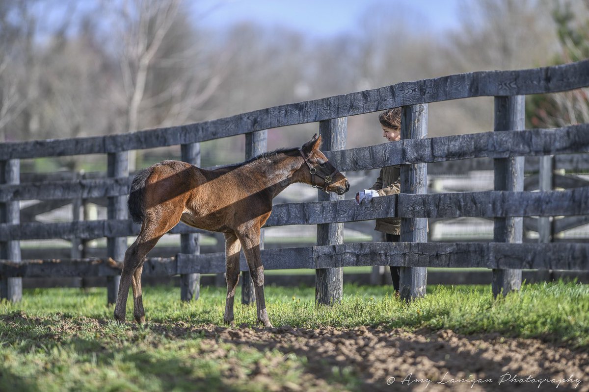 amylanigan1's tweet photo. Beautiful filly by @LanesEndFarms stallion QUALITY ROAD out of Anukis (Pioneerof the Nile) from the family of G1 winner SEAN AVERY. https://t.co/SNyHPLTGrk