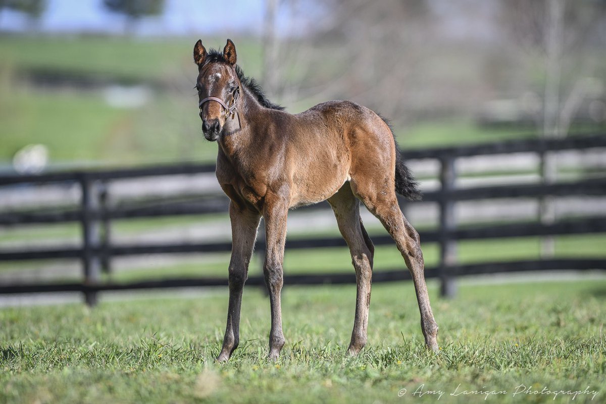amylanigan1's tweet photo. Beautiful filly by @LanesEndFarms stallion QUALITY ROAD out of Anukis (Pioneerof the Nile) from the family of G1 winner SEAN AVERY. https://t.co/SNyHPLTGrk