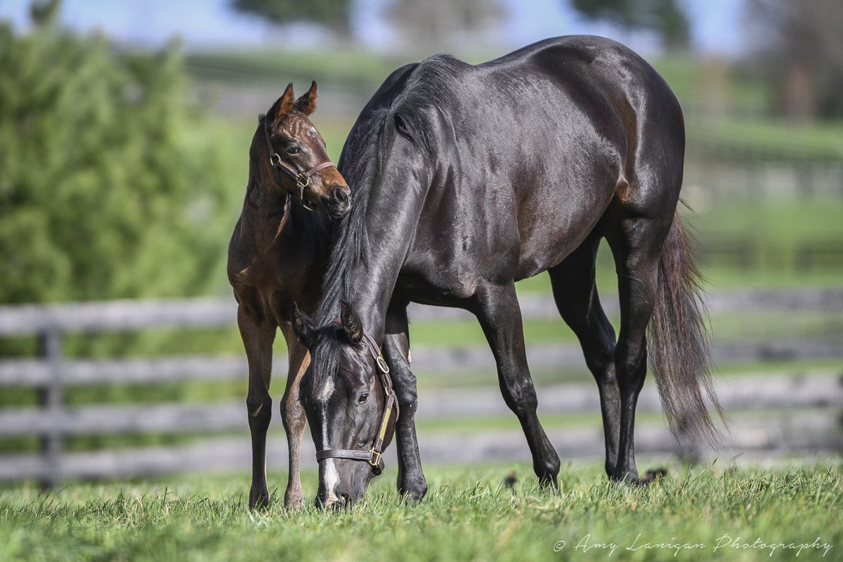 amylanigan1's tweet photo. Beautiful filly by @LanesEndFarms stallion QUALITY ROAD out of Anukis (Pioneerof the Nile) from the family of G1 winner SEAN AVERY. https://t.co/SNyHPLTGrk