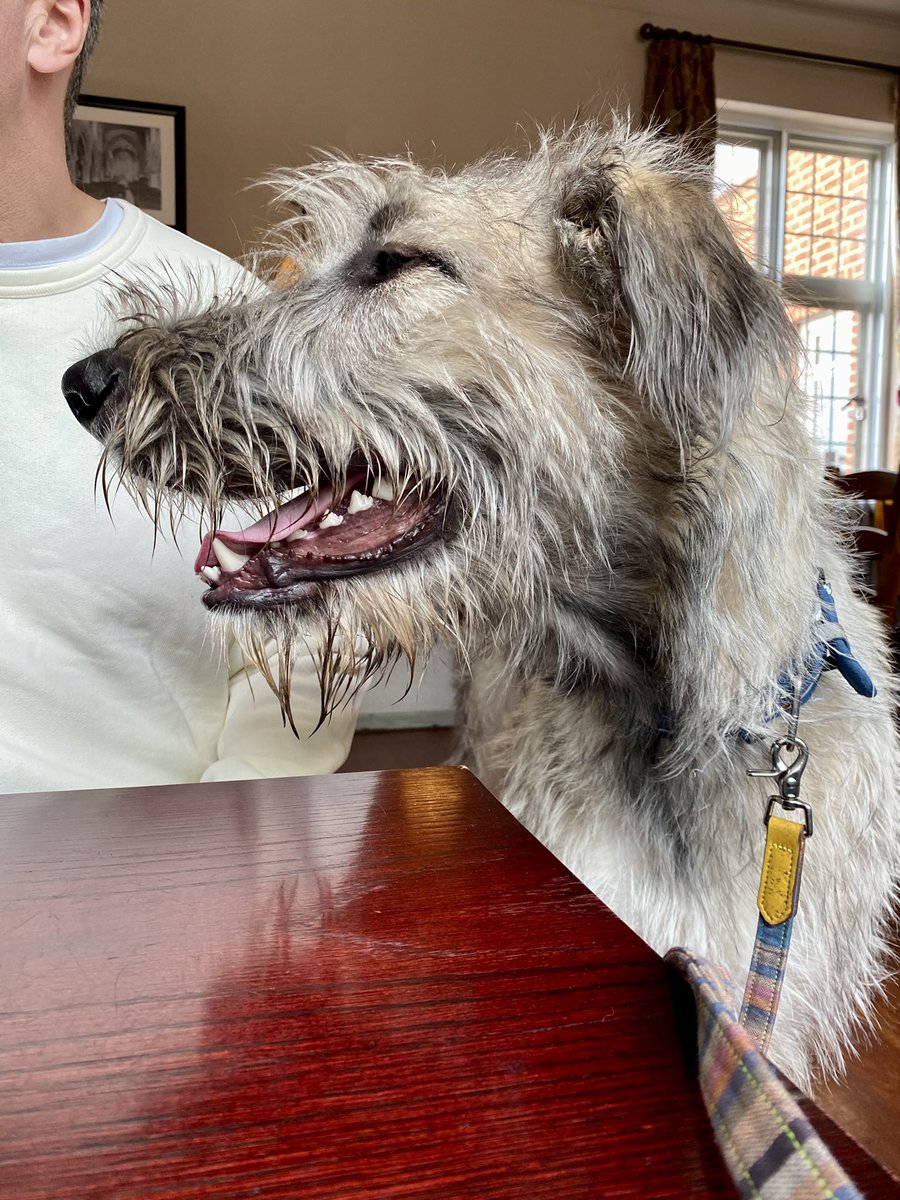 Having a laugh with my humans in the pub 😄🐺.      
#irishwolfhound