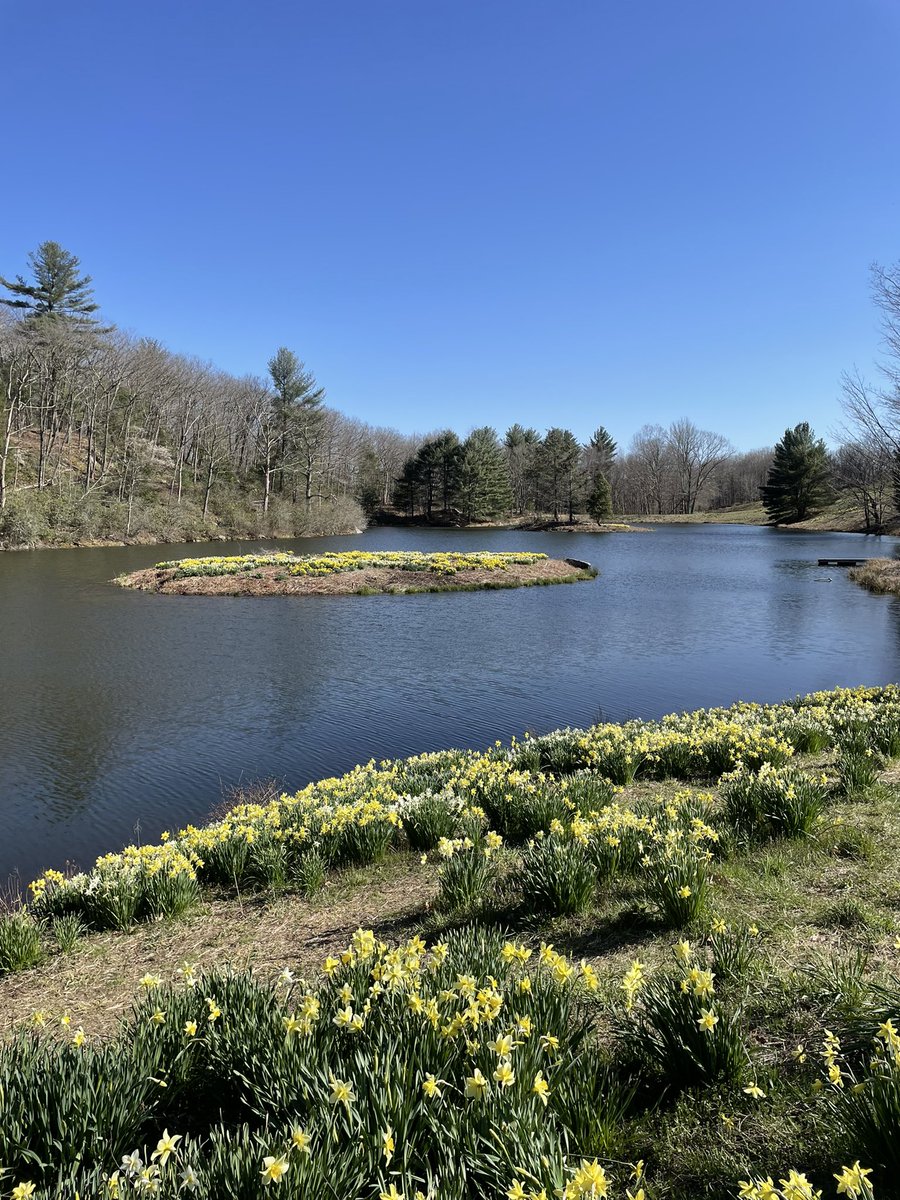 for_TheArtOf's tweet photo. Finally made it to Laurel Ridge yesterday to walk among the daffodils, an annual spring ritual. Gorgeous day and the daffodils did not disappoint.
#spring #spring2022
#springrituals #daffodils #sunnyday https://t.co/1Ha5i11yzO