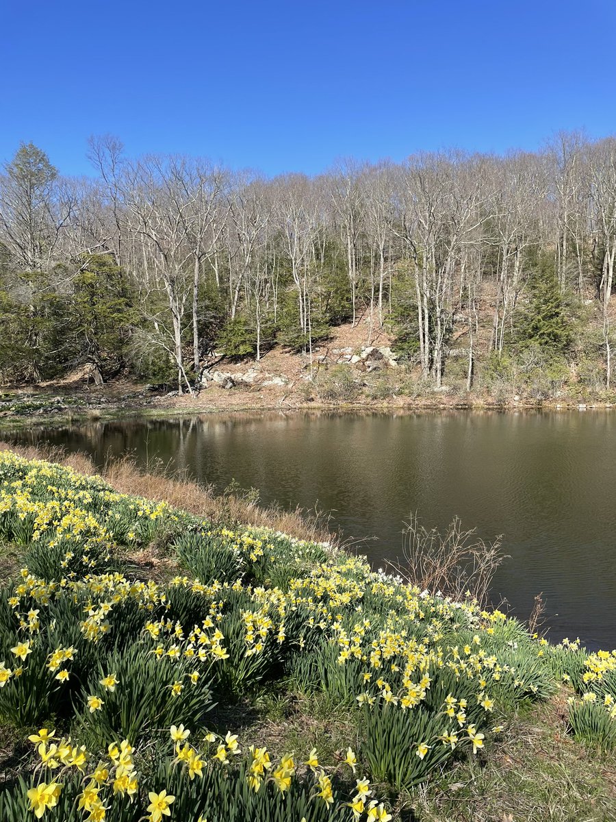 for_TheArtOf's tweet photo. Finally made it to Laurel Ridge yesterday to walk among the daffodils, an annual spring ritual. Gorgeous day and the daffodils did not disappoint.
#spring #spring2022
#springrituals #daffodils #sunnyday https://t.co/1Ha5i11yzO