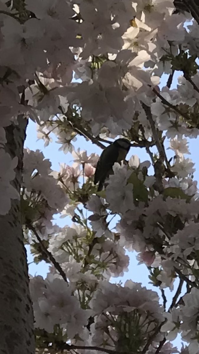FearonLiz's tweet photo. @nationaltrust #blossomwatchday https://t.co/bOBFEJDh14