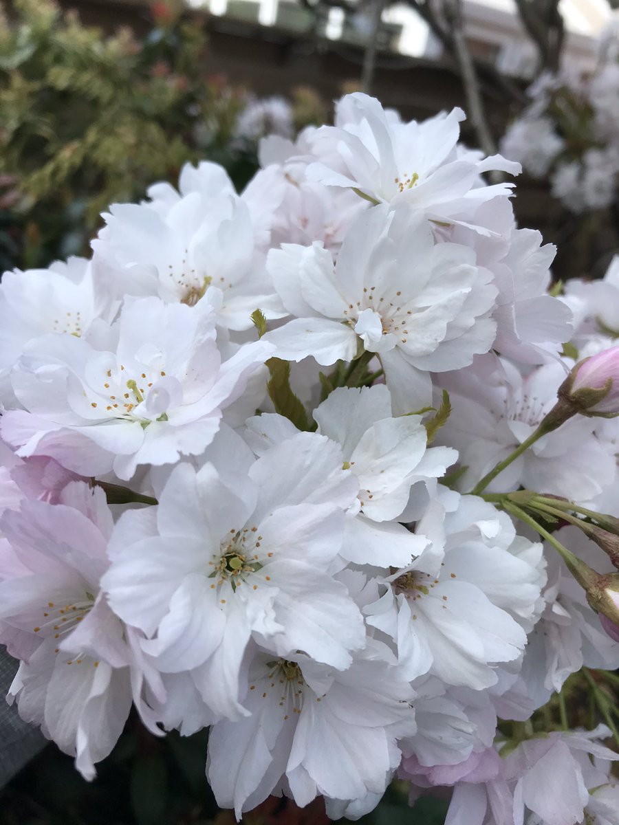 FearonLiz's tweet photo. @nationaltrust #blossomwatchday https://t.co/bOBFEJDh14
