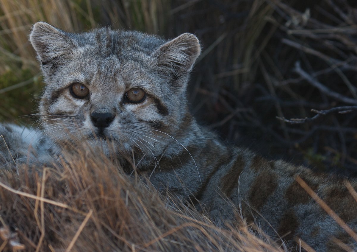 wildnetorg's tweet image. Lots of cats coming up at the #WCNExpo:

9:15 AM: Andean Cat Alliance with Dr. Rocío Palacios 🐱
9:45 AM: @smallwildcats with Dr. Jim Sanderson and José Ramírez-Fernández 🐱

Register for free at: bit.ly/3MqRdmw