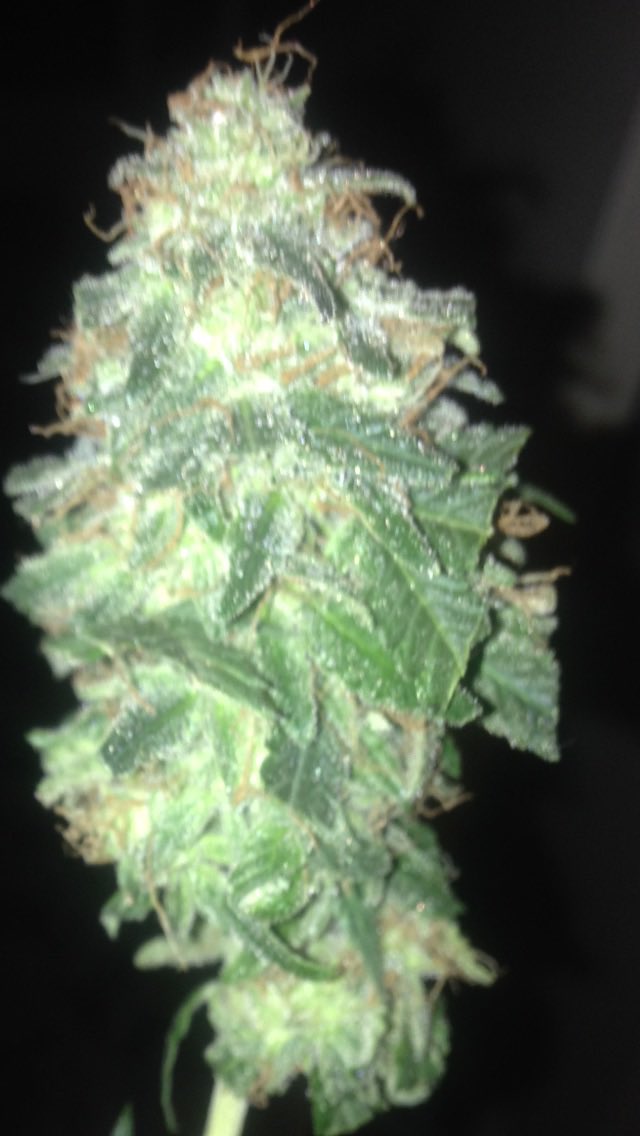 LouisianaGas's tweet photo. My First Grow back in 2015. I’ve came a long way. 🌱 https://t.co/AAqgs5jNa2